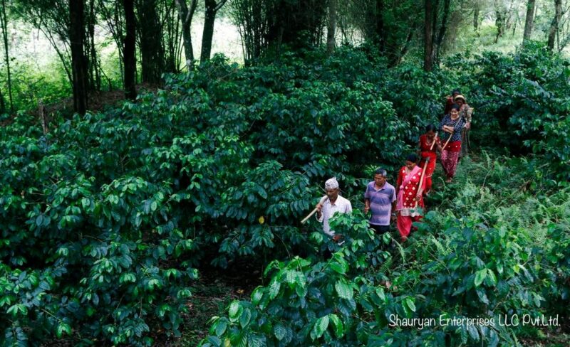 ネパール産オーガニックコーヒー nepa coffeeの自然栽培風景