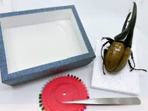 昆虫標本キット販売のお知らせ！ - color OUTDOOR BROWN
