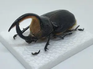 【昆虫標本】アクテオンゾウカブト　胸角の長い良型 昆虫標本】アクテオンゾウカブト 胸角の長い良型 Amazon.co.jp