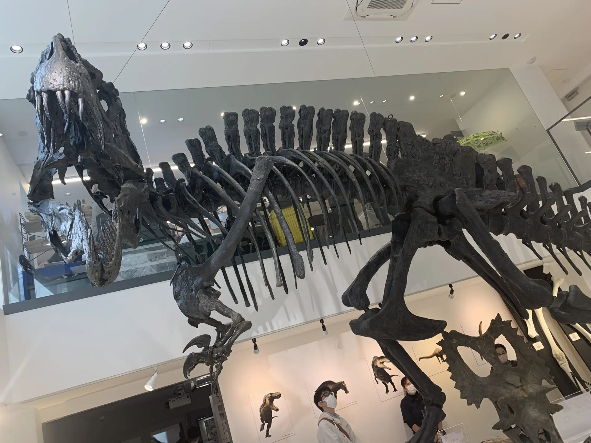 ダイナソーミュージアム(TCA 第三校舎) - color OUTDOOR BROWN