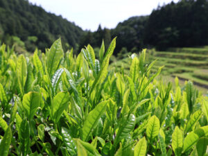 sotocha. 無農薬・有機肥料・手摘みの静岡県天竜のお茶