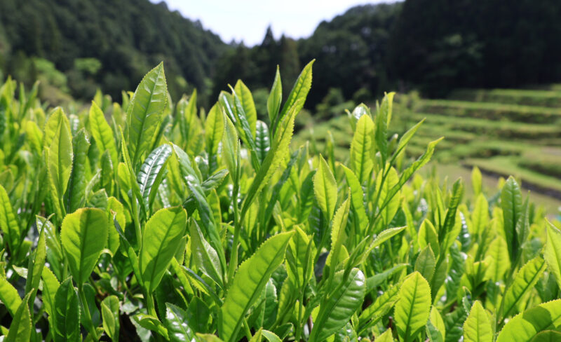 sotocha. 無農薬・有機肥料・手摘みの静岡県天竜のお茶